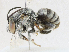  ( - CBG-A18356-E03)  @11 [ ] CreativeCommons - Attribution Share - Alike (2023) CBG Photography Group Centre for Biodiversity Genomics