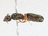  ( - CBG-A18367-G05)  @11 [ ] CreativeCommons - Attribution Share - Alike (2023) CBG Photography Group Centre for Biodiversity Genomics
