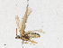 ( - CBG-A18368-F07)  @11 [ ] CreativeCommons - Attribution Share - Alike (2023) CBG Photography Group Centre for Biodiversity Genomics