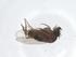  (Apocephalus horridus BB2 - CBG-A20885-C02)  @11 [ ] CreativeCommons - Attribution Share - Alike (2023) Centre for Biodiversity Genomics Centre for Biodiversity Genomics