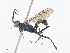  ( - CBG-A21602-H01)  @11 [ ] CreativeCommons - Attribution Share - Alike (2023) CBG Photography Group Centre for Biodiversity Genomics