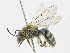  (Lasioglossum pavonotum - CBG-A21683-A08)  @11 [ ] CreativeCommons - Attribution Share - Alike (2023) CBG Photography Group Centre for Biodiversity Genomics