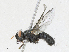  ( - CBG-A23313-C06)  @11 [ ] CreativeCommons - Attribution Share - Alike (2023) CBG Photography Group Centre for Biodiversity Genomics