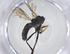  ( - CBG-A20963-F05)  @11 [ ] CreativeCommons - Attribution Share - Alike (2023) Centre for Biodiversity Genomics Centre for Biodiversity Genomics