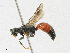  ( - CBG-A23354-A12)  @11 [ ] CreativeCommons - Attribution Share - Alike (2023) CBG Photography Group Centre for Biodiversity Genomics