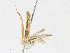  ( - CBG-A18363-B08)  @11 [ ] CreativeCommons - Attribution Share - Alike (2023) CBG Photography Group Centre for Biodiversity Genomics