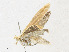  ( - CBG-A18363-C11)  @11 [ ] CreativeCommons - Attribution Share - Alike (2023) CBG Photography Group Centre for Biodiversity Genomics