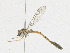  ( - CBG-A18364-E03)  @11 [ ] CreativeCommons - Attribution Share - Alike (2023) CBG Photography Group Centre for Biodiversity Genomics