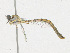  ( - CBG-A18364-E05)  @11 [ ] CreativeCommons - Attribution Share - Alike (2023) CBG Photography Group Centre for Biodiversity Genomics