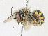  ( - CBG-A23319-B11)  @11 [ ] CreativeCommons - Attribution Share-Alike (2023) CBG Photography Group Centre for Biodiversity Genomics