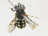  ( - CBG-A23319-E08)  @11 [ ] CreativeCommons - Attribution Share-Alike (2023) CBG Photography Group Centre for Biodiversity Genomics