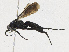 ( - CBG-A24200-D01)  @11 [ ] CreativeCommons - Attribution Share-Alike (2023) CBG Photography Group Centre for Biodiversity Genomics