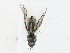  ( - CBG-A24201-A06)  @11 [ ] CreativeCommons - Attribution Share-Alike (2023) CBG Photography Group Centre for Biodiversity Genomics