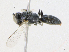  ( - CBG-A24240-D02)  @11 [ ] CreativeCommons - Attribution Share-Alike (2023) CBG Photography Group Centre for Biodiversity Genomics