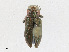  ( - CBG-A23388-C03)  @11 [ ] CreativeCommons - Attribution Share - Alike (2023) CBG Photography Group Centre for Biodiversity Genomics