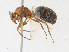  ( - CBG-A23432-D12)  @11 [ ] CreativeCommons - Attribution Share - Alike (2023) CBG Photography Group Centre for Biodiversity Genomics