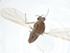  (Zavrelimyia smithae - CBG-A23679-H10)  @11 [ ] CreativeCommons - Attribution Share - Alike (2023) Centre for Biodiversity Genomics Centre for Biodiversity Genomics