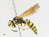  ( - CBG-A24204-F01)  @11 [ ] CreativeCommons - Attribution Share - Alike (2023) CBG Photography Group Centre for Biodiversity Genomics