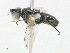  ( - CBG-A24210-G12)  @11 [ ] CreativeCommons - Attribution Share - Alike (2023) CBG Photography Group Centre for Biodiversity Genomics