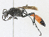  ( - CBG-A24211-C08)  @11 [ ] CreativeCommons - Attribution Share - Alike (2024) CBG Photography Group Centre for Biodiversity Genomics