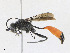  ( - CBG-A24278-B01)  @11 [ ] CreativeCommons - Attribution Share - Alike (2023) CBG Photography Group Centre for Biodiversity Genomics