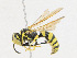  ( - CBG-A24278-E03)  @11 [ ] CreativeCommons - Attribution Share - Alike (2023) CBG Photography Group Centre for Biodiversity Genomics