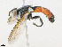  ( - CBG-A24278-F06)  @11 [ ] CreativeCommons - Attribution Share - Alike (2023) CBG Photography Group Centre for Biodiversity Genomics