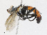  ( - CBG-A25886-A03)  @11 [ ] CreativeCommons - Attribution Share - Alike (2023) CBG Photography Group Centre for Biodiversity Genomics