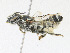  (Megachile spinotulata - CBG-A25886-G12)  @11 [ ] CreativeCommons - Attribution Share - Alike (2023) CBG Photography Group Centre for Biodiversity Genomics