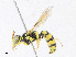  ( - CBG-A25886-H08)  @11 [ ] CreativeCommons - Attribution Share - Alike (2023) CBG Photography Group Centre for Biodiversity Genomics