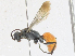  ( - CBG-A25893-C04)  @11 [ ] CreativeCommons - Attribution Share - Alike (2024) CBG Photography Group Centre for Biodiversity Genomics