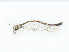  ( - CBG-A25894-H11)  @11 [ ] CreativeCommons - Attribution Share-Alike (2024) CBG Photography Group Centre for Biodiversity Genomics
