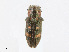  ( - CBG-A25909-C06)  @11 [ ] CreativeCommons - Attribution Share - Alike (2023) CBG Photography Group Centre for Biodiversity Genomics