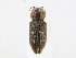  ( - CBG-A25909-C07)  @11 [ ] CreativeCommons - Attribution Share - Alike (2023) CBG Photography Group Centre for Biodiversity Genomics
