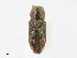  ( - CBG-A25909-C08)  @11 [ ] CreativeCommons - Attribution Share - Alike (2023) CBG Photography Group Centre for Biodiversity Genomics