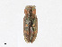  ( - CBG-A25909-C09)  @11 [ ] CreativeCommons - Attribution Share - Alike (2023) CBG Photography Group Centre for Biodiversity Genomics