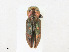  ( - CBG-A25909-E09)  @11 [ ] CreativeCommons - Attribution Share - Alike (2023) CBG Photography Group Centre for Biodiversity Genomics