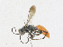  ( - CBG-A25909-F07)  @11 [ ] CreativeCommons - Attribution Share - Alike (2023) CBG Photography Group Centre for Biodiversity Genomics