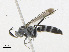  ( - CBG-A25918-G04)  @11 [ ] CreativeCommons - Attribution Share-Alike (2023) CBG Photography Group Centre for Biodiversity Genomics