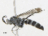  ( - CBG-A25918-G04)  @11 [ ] CreativeCommons - Attribution Share - Alike (2024) CBG Photography Group Centre for Biodiversity Genomics