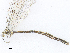  ( - CBG-A25934-H09)  @11 [ ] CreativeCommons - Attribution Share - Alike (2024) CBG Photography Group Centre for Biodiversity Genomics