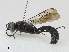  ( - CBG-A24265-B11)  @11 [ ] CreativeCommons - Attribution Share-Alike (2024) CBG Photography Group Centre for Biodiversity Genomics