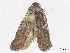  ( - CBG-A25896-H01)  @11 [ ] CreativeCommons - Attribution Share - Alike (2024) CBG Photography Group Centre for Biodiversity Genomics