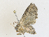  ( - CBG-A25912-B06)  @11 [ ] CreativeCommons - Attribution Share - Alike (2024) CBG Photography Group Centre for Biodiversity Genomics