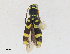  ( - CBG-A25922-F07)  @11 [ ] CreativeCommons - Attribution Share - Alike (2024) CBG Photography Group Centre for Biodiversity Genomics