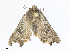  ( - CBG-A25930-E02)  @11 [ ] CreativeCommons - Attribution Share - Alike (2024) CBG Photography Group Centre for Biodiversity Genomics