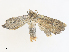  ( - CBG-A25931-A01)  @11 [ ] CreativeCommons - Attribution Share - Alike (2024) CBG Photography Group Centre for Biodiversity Genomics