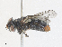  ( - CBG-A25931-B04)  @11 [ ] CreativeCommons - Attribution Share - Alike (2024) CBG Photography Group Centre for Biodiversity Genomics