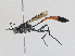  ( - CBG-A25945-C09)  @11 [ ] CreativeCommons - Attribution Share - Alike (2024) CBG Photography Group Centre for Biodiversity Genomics