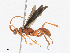  ( - CBG-A25945-H09)  @11 [ ] CreativeCommons - Attribution Share - Alike (2024) CBG Photography Group Centre for Biodiversity Genomics